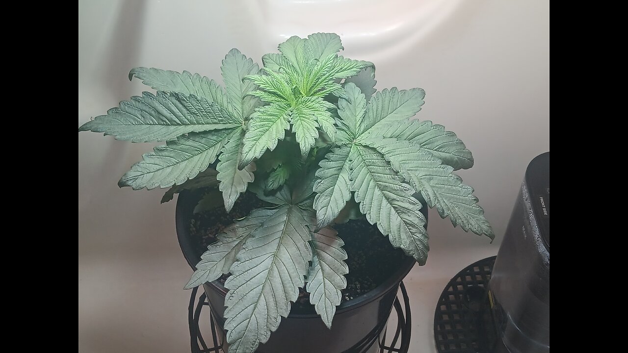 Fruity pebbles week 3 day 5