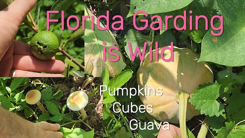 Walking the Garden: Pumpkins, Guava & a Curious Fungal Find