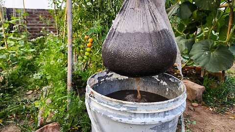 Cucumbers, Tomatoes & Eggplants Will Produce Huge Yield After You Give This Homemade Tea