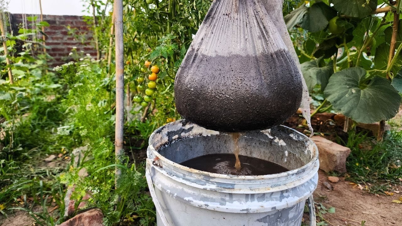 Cucumbers, Tomatoes & Eggplants Will Produce Huge Yield After You Give This Homemade Tea