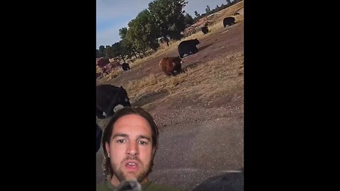Why are the animals all leaving Yellow Stone Park? 😮