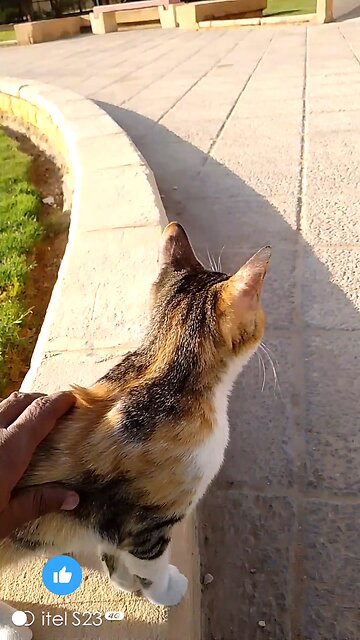 "Just another day of being paws-itively adorable! 🐾😻 #CatNap #FelineFine"