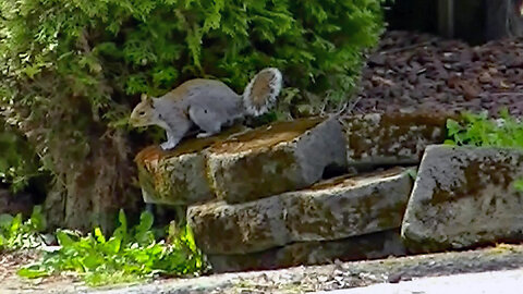 IECV NV #783 - Two Grey Squirrels Going Down The Walk Way 4-2-2019