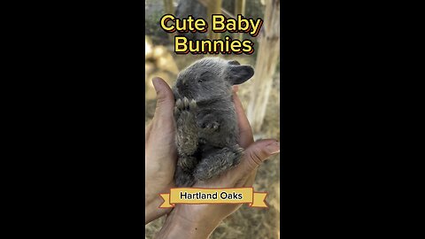 We have an over abundance of cute baby bunnies at Hartalnd Oaks. Come get some bunnies snuggles!