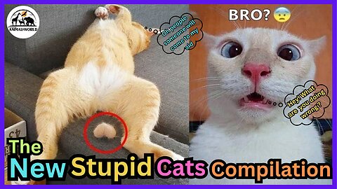 New Funny Cat Compilation 2025😻