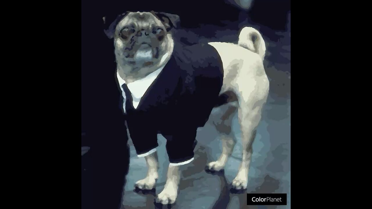 Frank the Pug from the Men in Black franchise