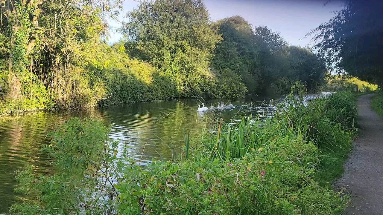 Lovely Swan Family on Chichester Canal.