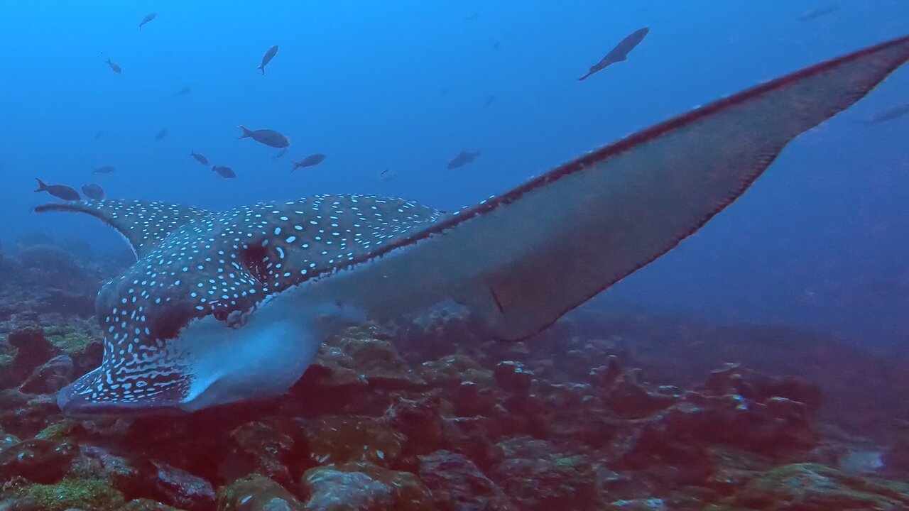 Strange and beautiful spotted eagle ray overturns rocks for food