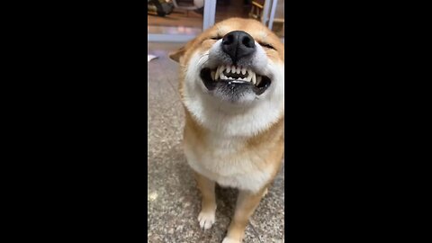 Dog funny