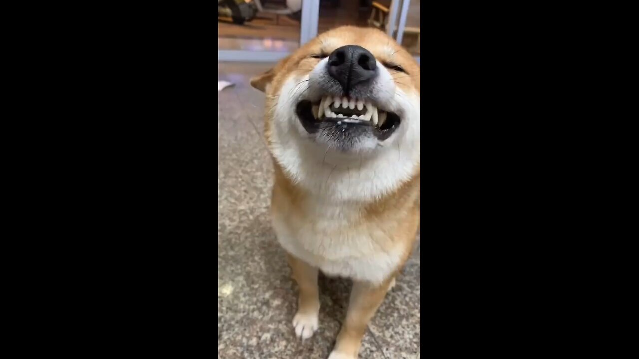 Dog funny