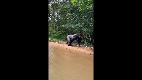 jungle life