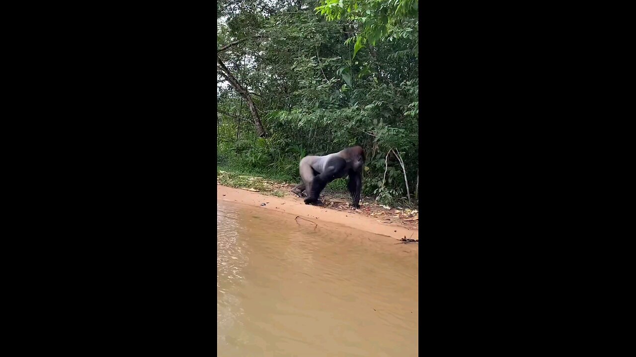 jungle life