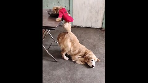 dog funny