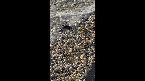 Baby Leatherback Sea Turtle Makes Its Way To Ocean! | 4K