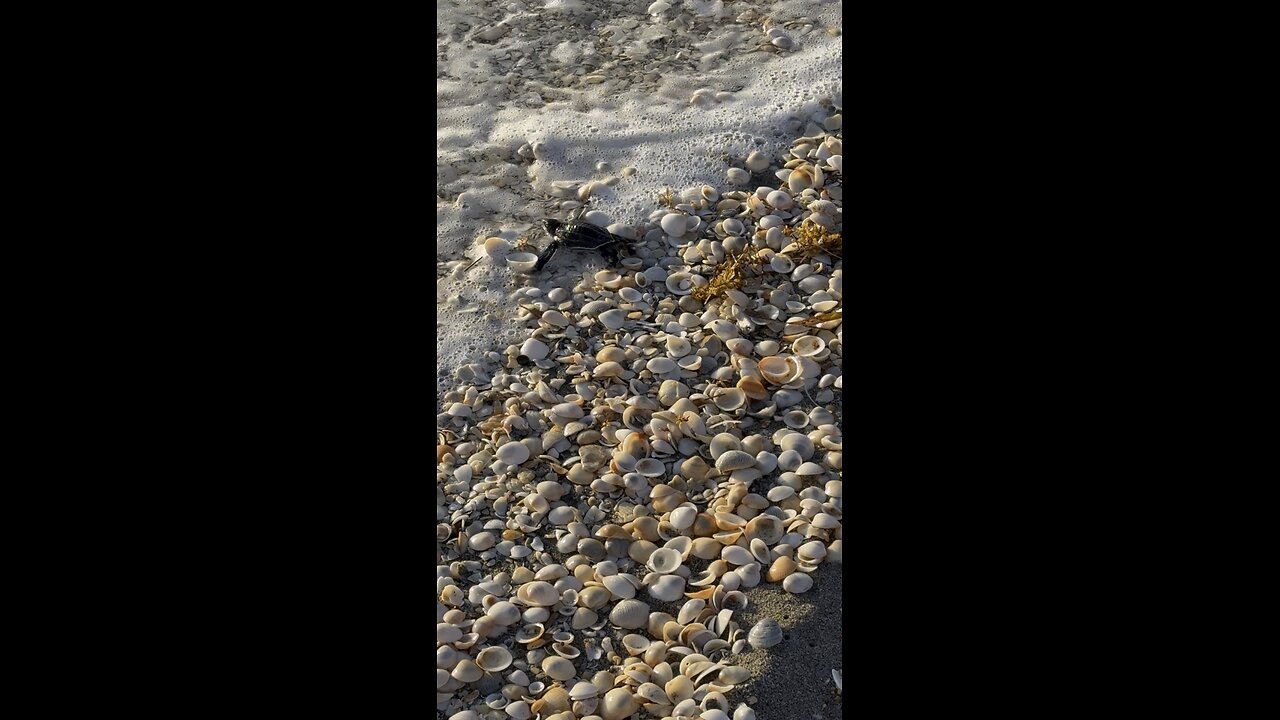 Baby Leatherback Sea Turtle Makes Its Way To Ocean! | 4K