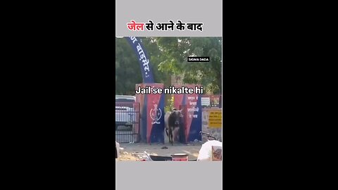 Bull terror