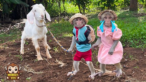 YiYi and YinYin sadly take the goat home when the camera is taken away