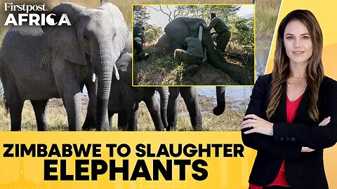 Zimbabwe to Cull At Least 50 Elephants as Population Booms Beyond Control _ Firstpost Africa _ N18G