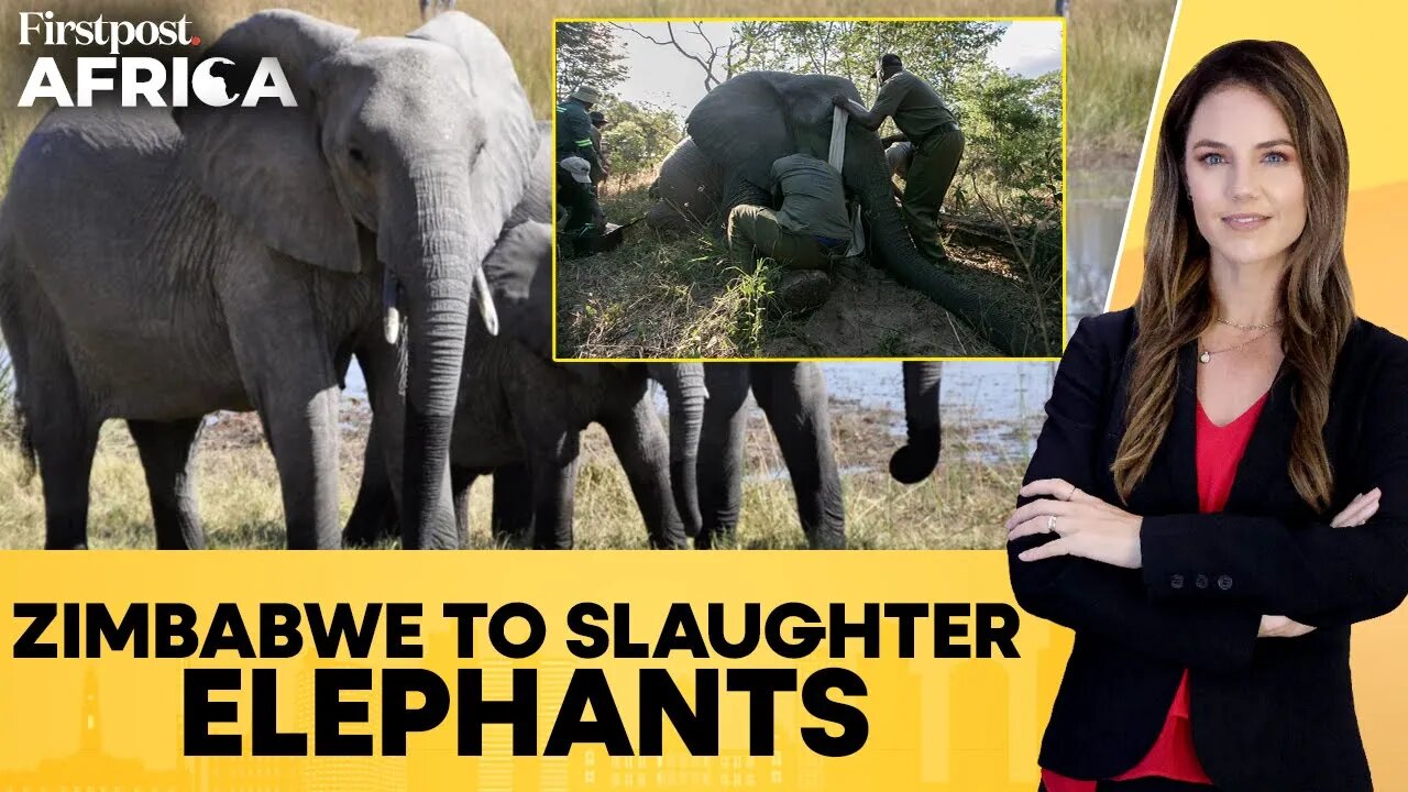 Zimbabwe to Cull At Least 50 Elephants as Population Booms Beyond Control _ Firstpost Africa _ N18G