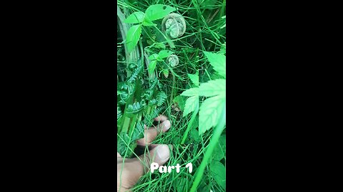 🌿 Fern — One of Nature’s Oldest Green Secrets
