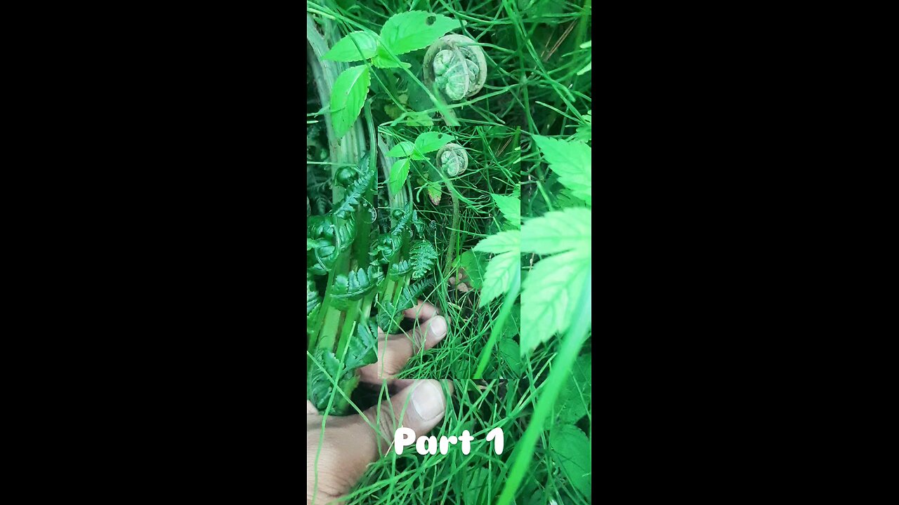 🌿 Fern — One of Nature’s Oldest Green Secrets