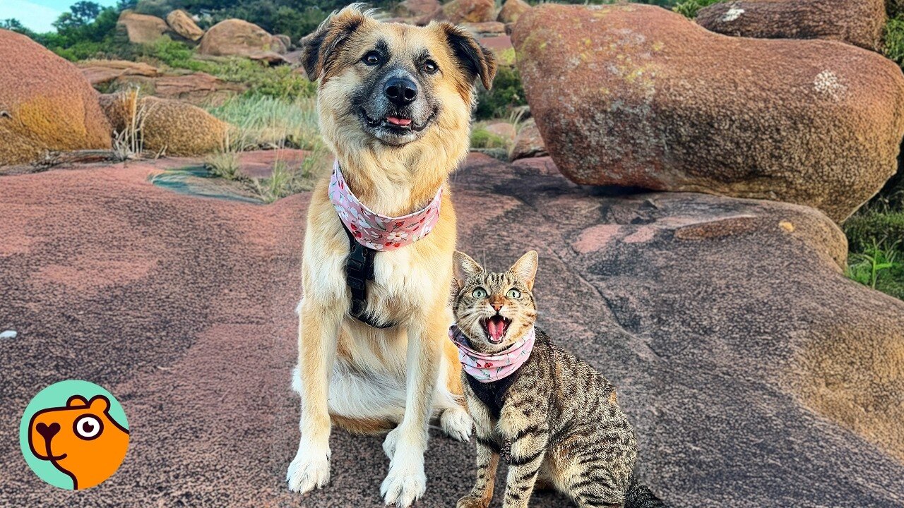 Kitten Too Weak To Stand. Now She Is A Fearless Climber | Cuddle Buddies