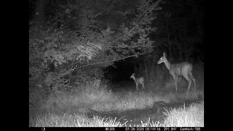 Deer Cam 07-28-2025 Doe And Fawn On Hot Muggy Night. Game Cam Trail Cam