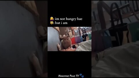 Laugh Your Way Through These Animal Clip
