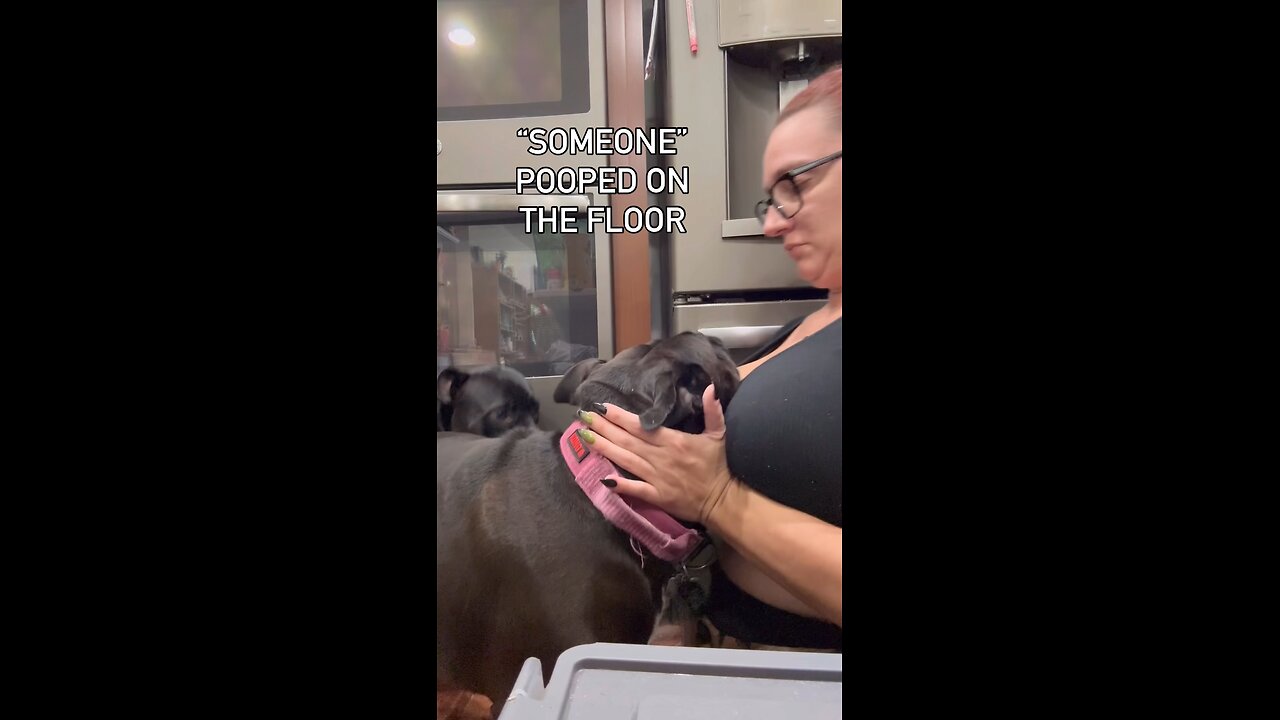 Tank is not built for dramatic acting. The tail wags… #dog #doggo #dogsmile #dogmom #pittbull