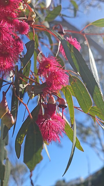 Red Flowering Yellow Gum