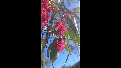 Red Flowering Yellow Gum
