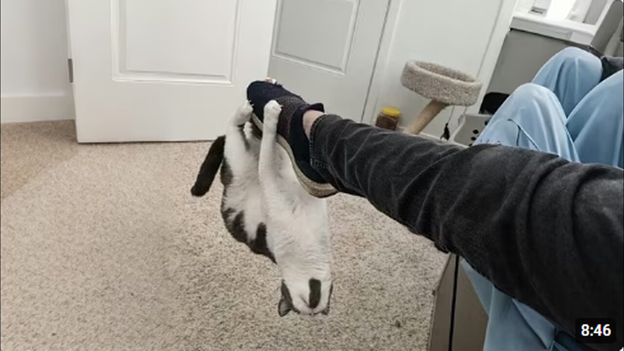 Get a CAT... it will be fun they said! 😂