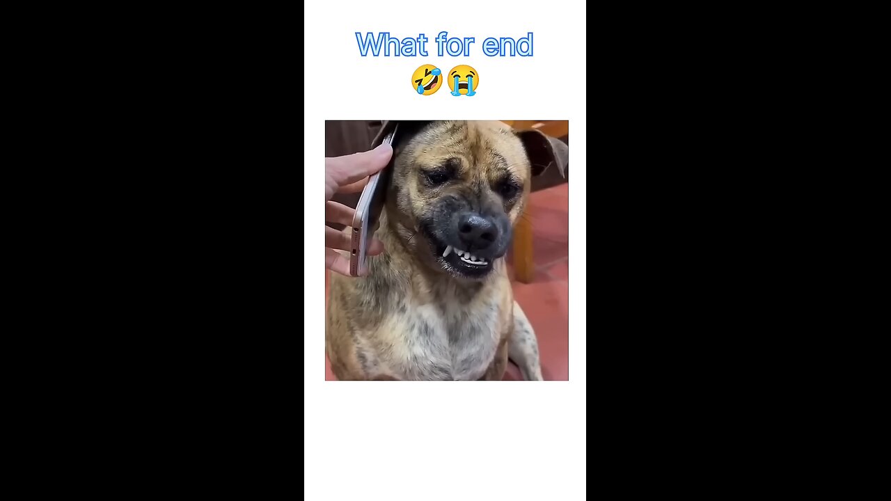 kutta hai tu kutta