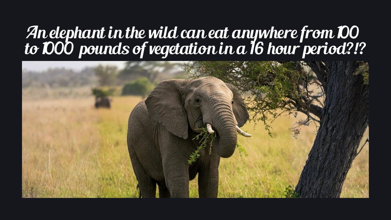 Fun Fact for May 12th 2025 Pt 2