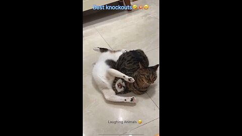 WWE CATs! Top 10 knockouts! 🤣😁