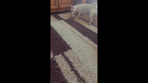 Too small for the bottle, too big to give up! 🐶💪😂