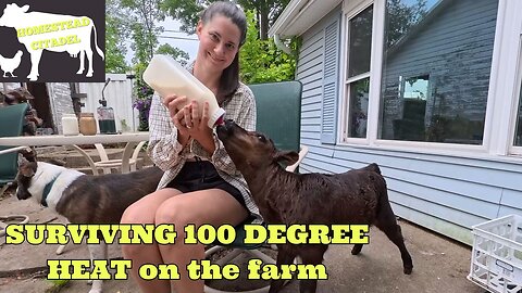 🐄 Surviving Heat Waves & Mystery Predators: Protecting Our Farm After a Chicken Attack! 🌞