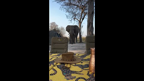 Elephant Calmy Walks Past Us
