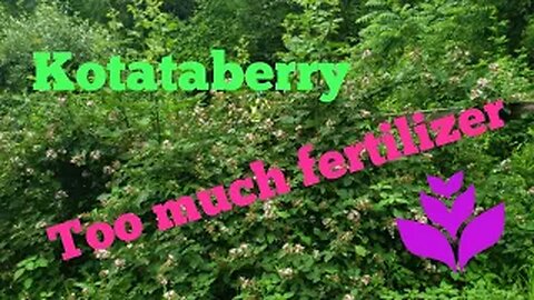 Kotataberry - Too much compost/comfrey tea