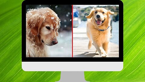 Cute And Funny Pet Videos Compilation #1 ♥ Funny Dog Videos #1 