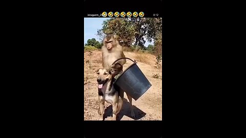 جمکن این شکلی مست شده