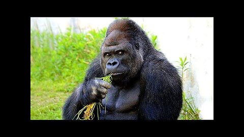 the animal funny content🦍🦬🦧🦧🐘🐖