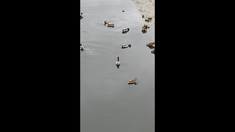 Mallard Ducks 🦆 #mallardducks #shorts #viral #trending #ducks #duck #followme