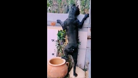 When nosy dogs quietly listens Neighbors Arguing