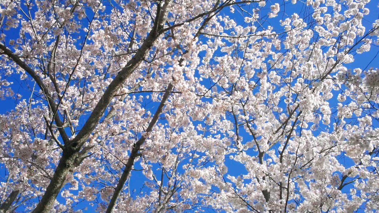 Blooming Cherry Blossoms In Spring