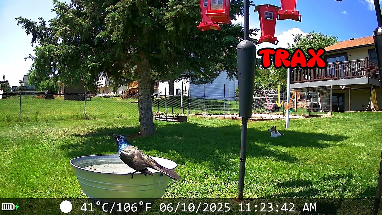 A lazy day for Trax