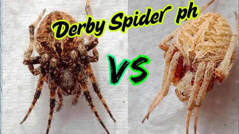 The Ultimate Spider Deathmatch: Only One Walks Away! | Derby Spider Ph