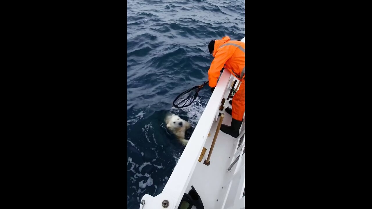 save a cute polar bear