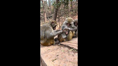 Family of monkeys
