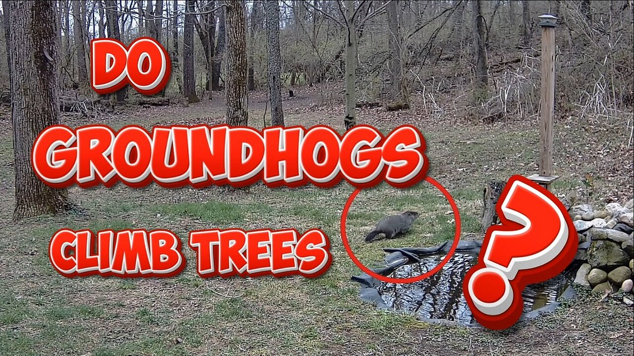 Do GROUNDHOGS CLIMB TREES?